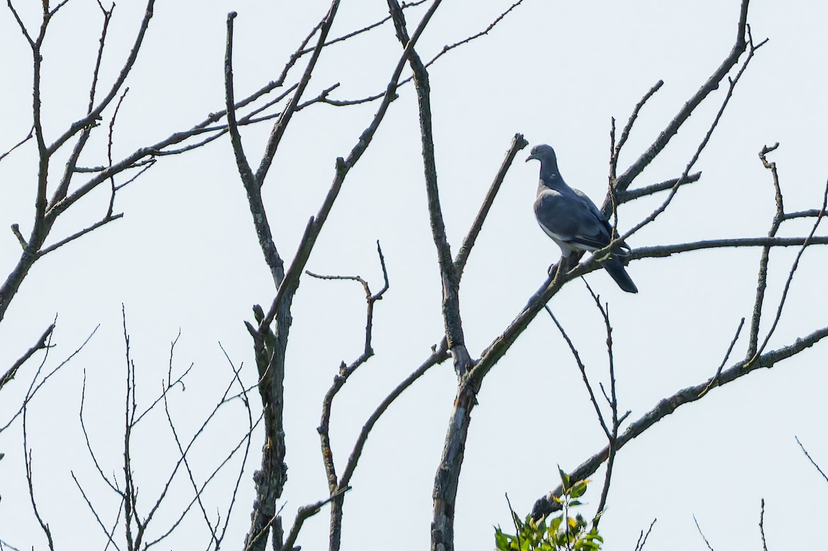Common Wood-Pigeon - ML647134858
