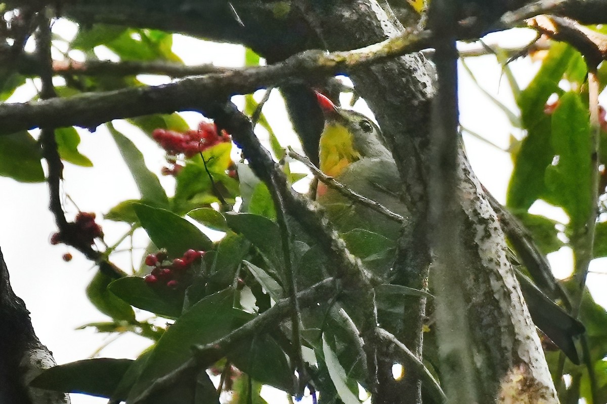 Red-billed Leiothrix - ML647134859