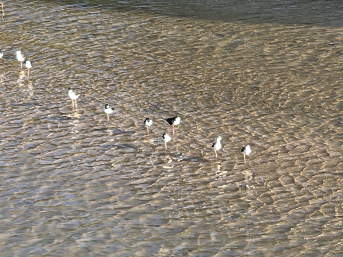 Black-necked Stilt - ML647134860