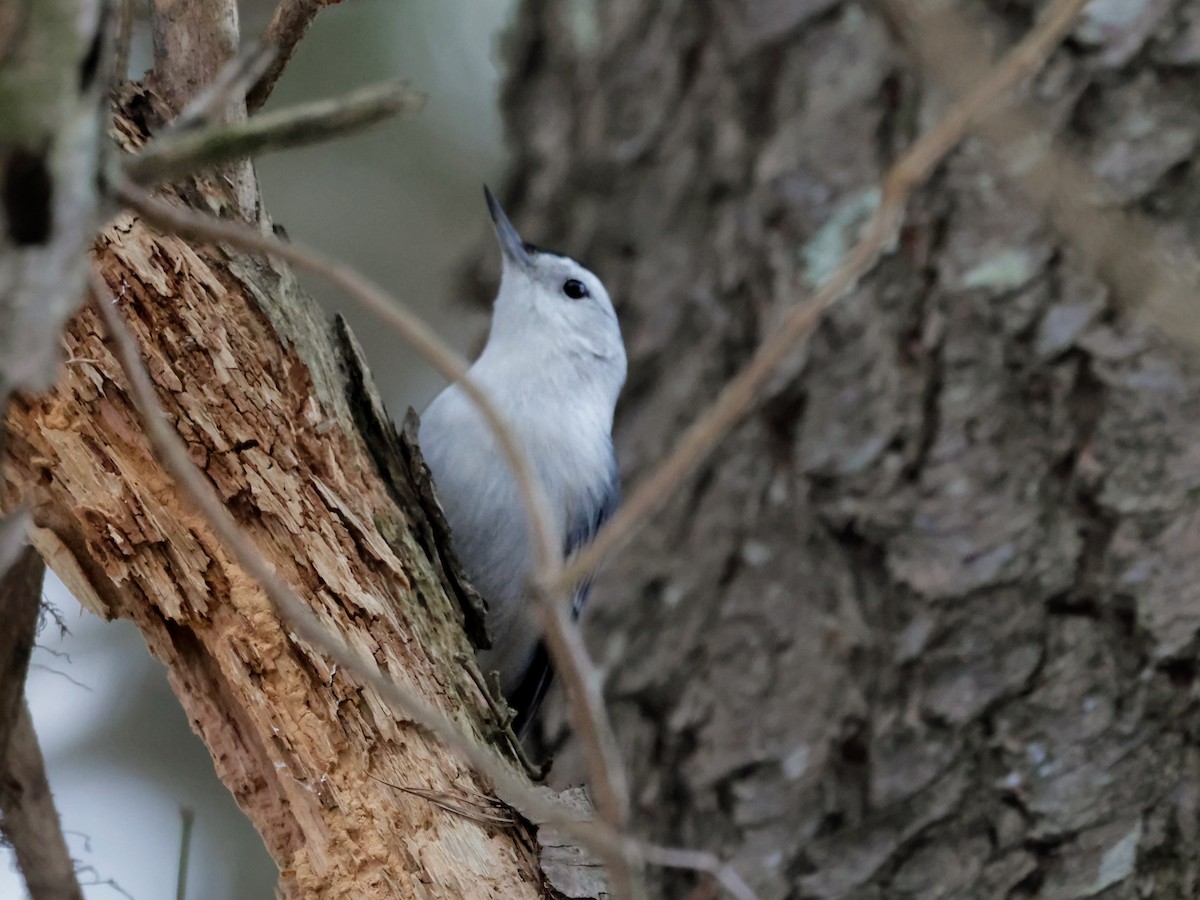 White-breasted Nuthatch - ML647134861