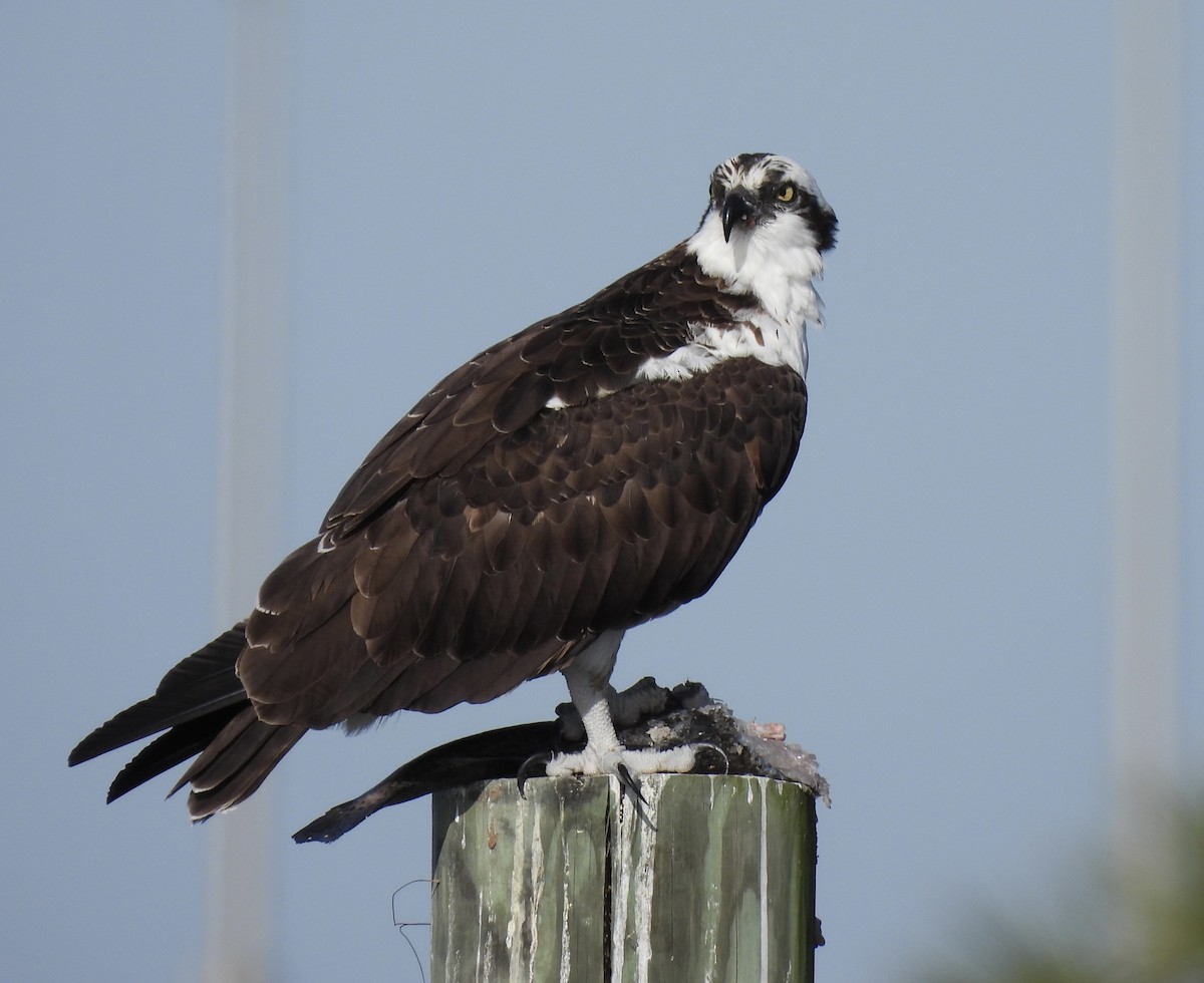 Osprey - ML647134862