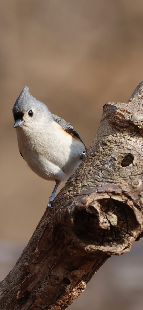 Tufted Titmouse - ML647134863