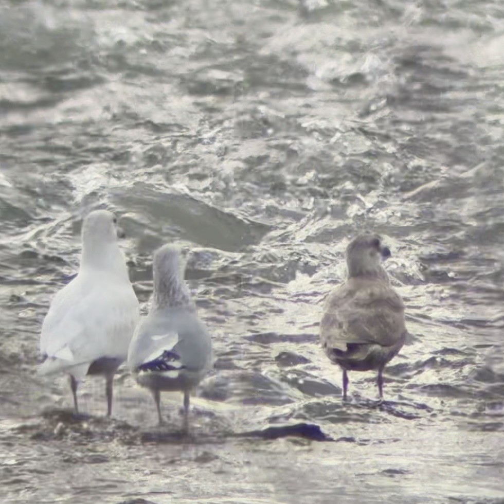 Бургомистр - ML647134864