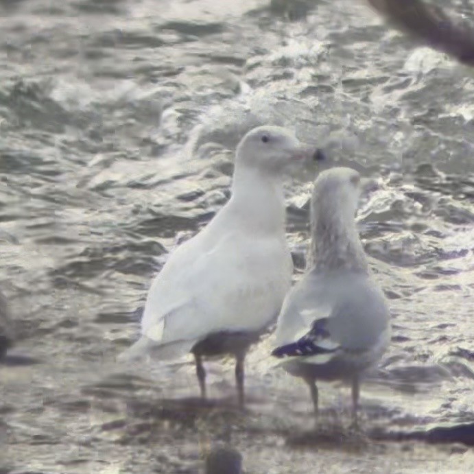 Бургомистр - ML647134865