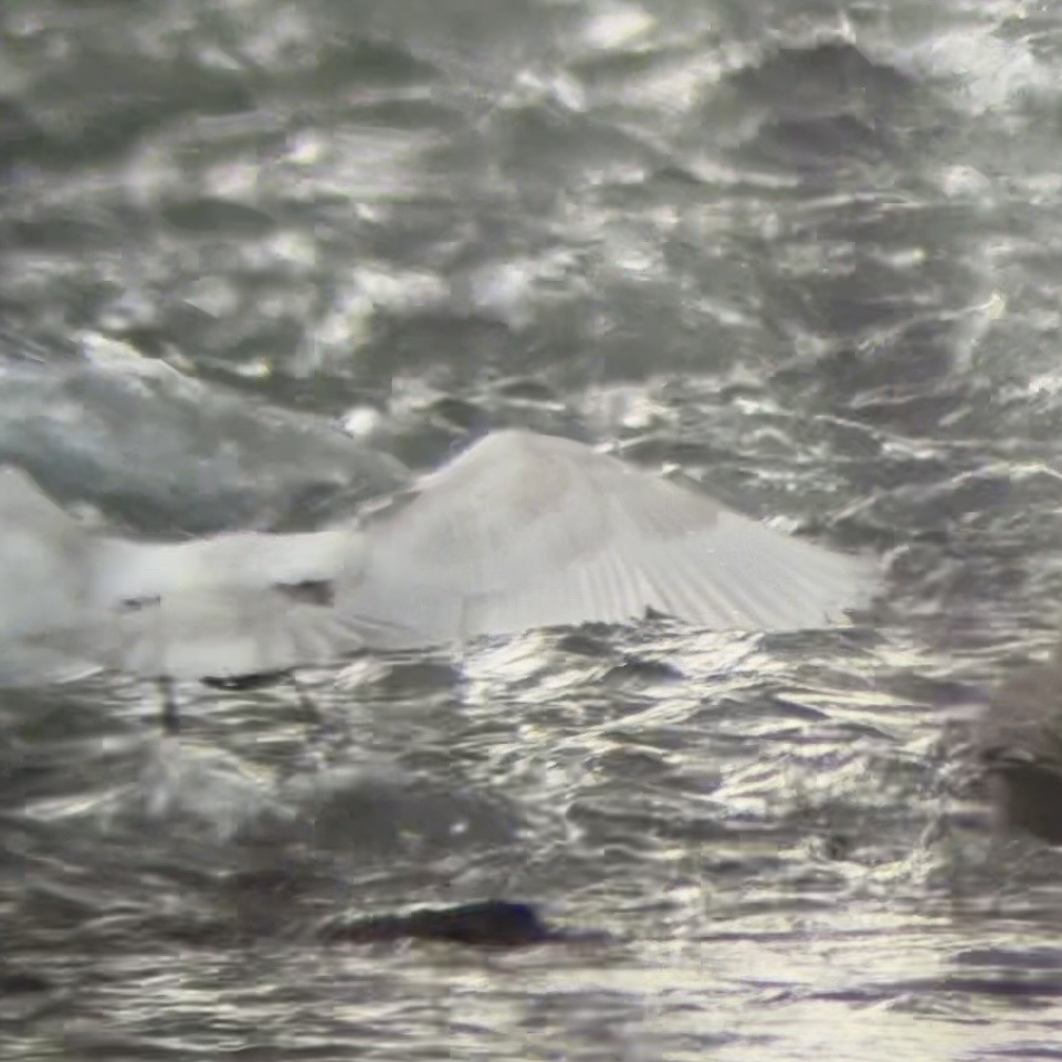 Бургомистр - ML647134866