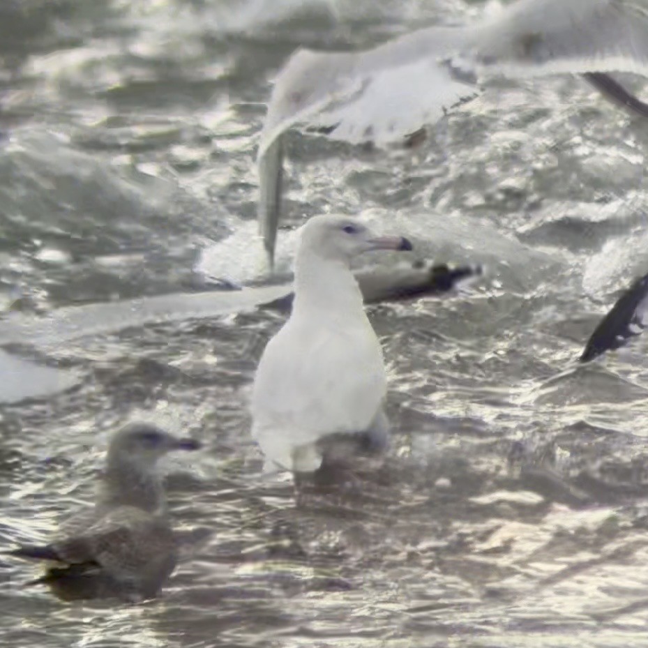 Бургомистр - ML647134867