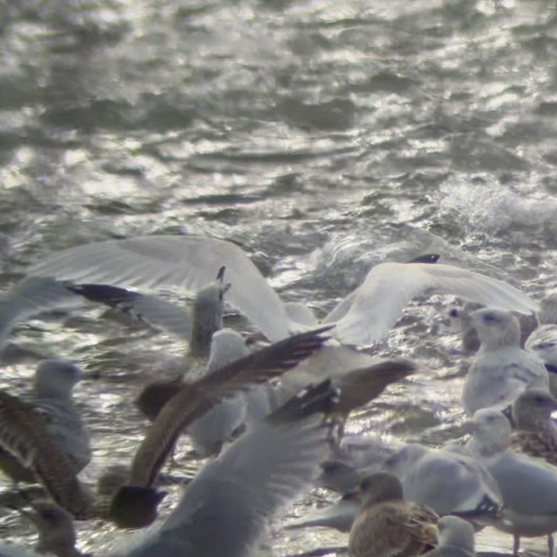 Бургомистр - ML647134868