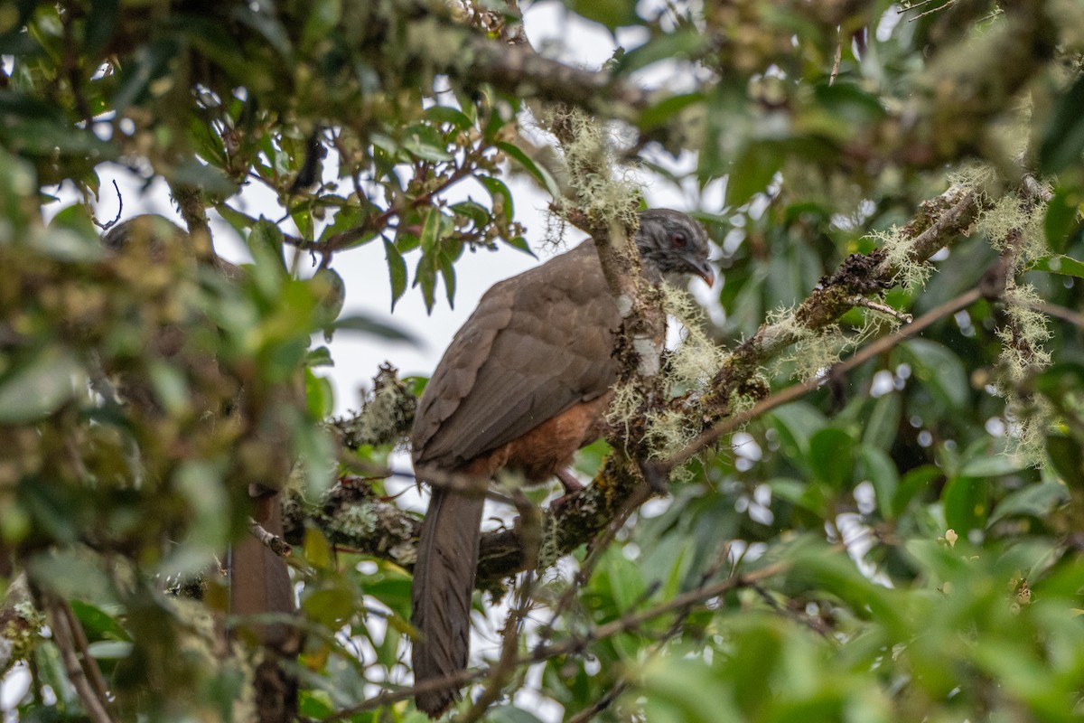 guan andský - ML647134869