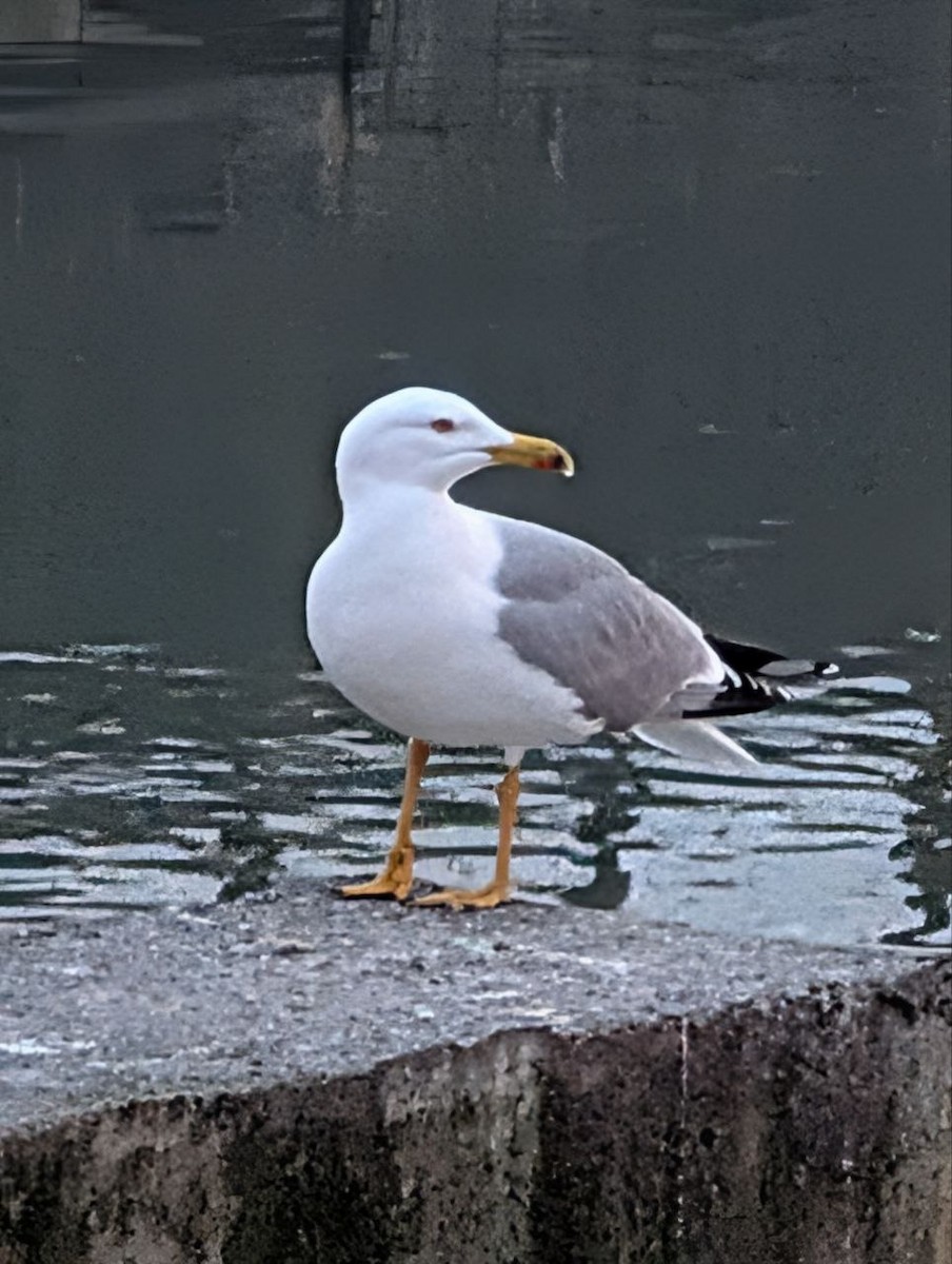 Yellow-legged Gull - ML647134870