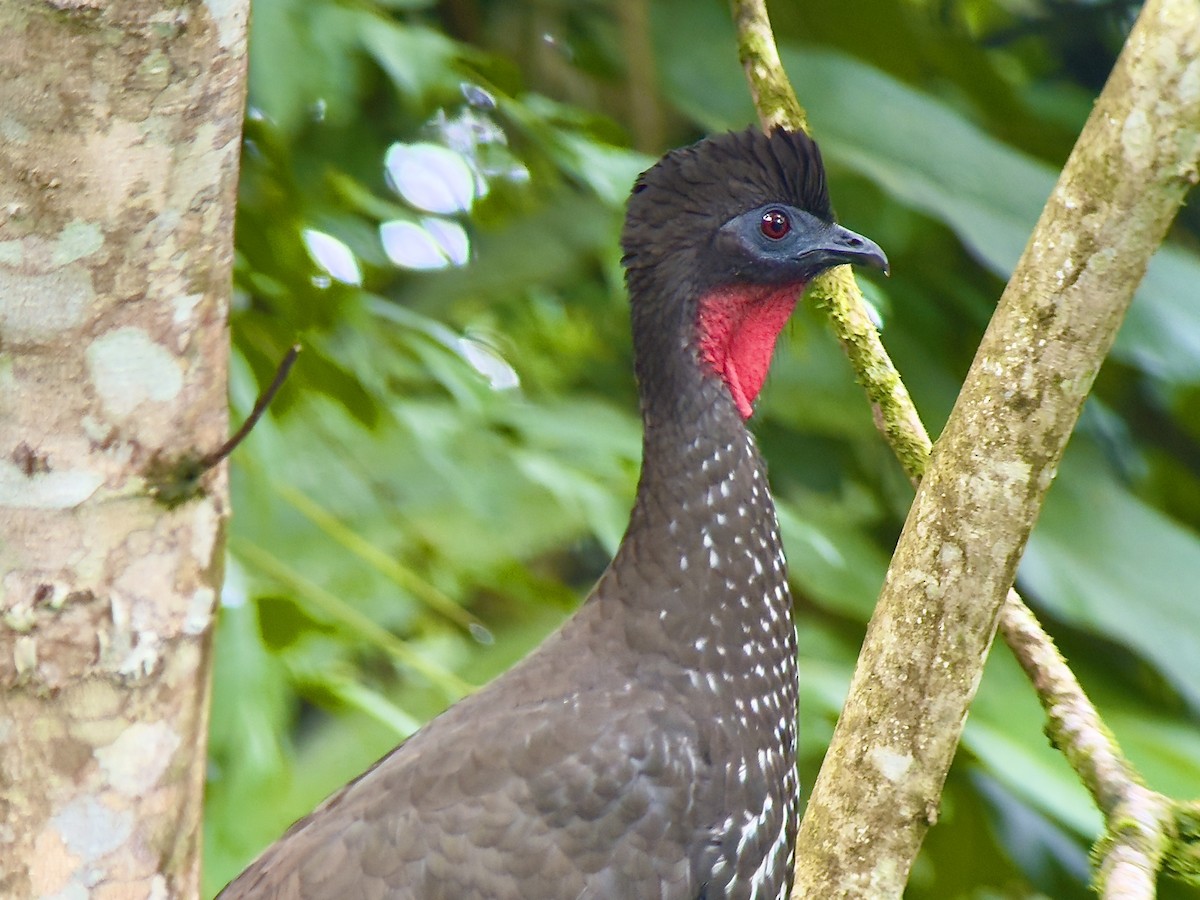 Crested Guan - ML647134876