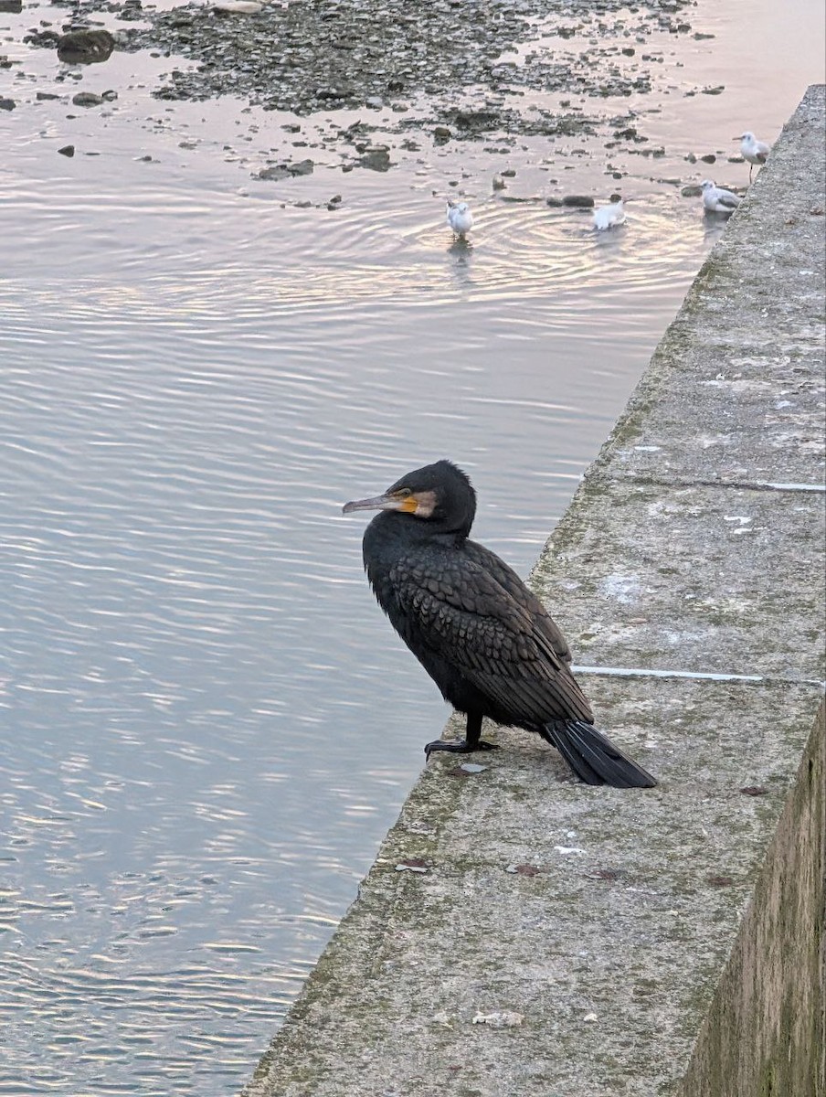 Kormoran - ML647134879