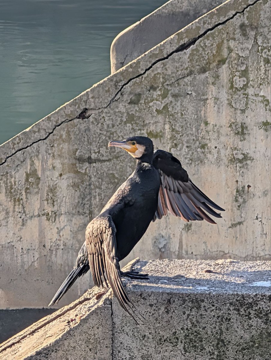 Kormoran - ML647134880