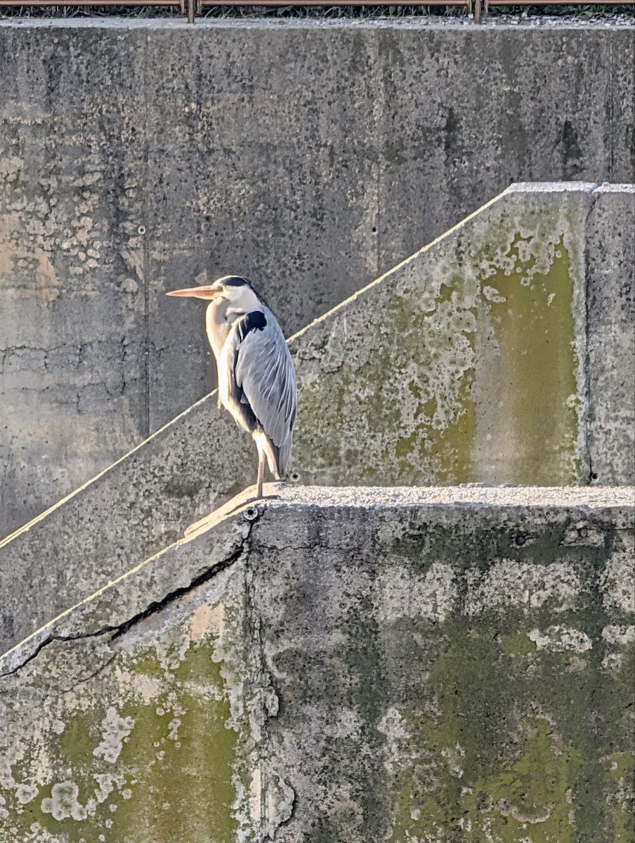 Gray Heron - ML647134881