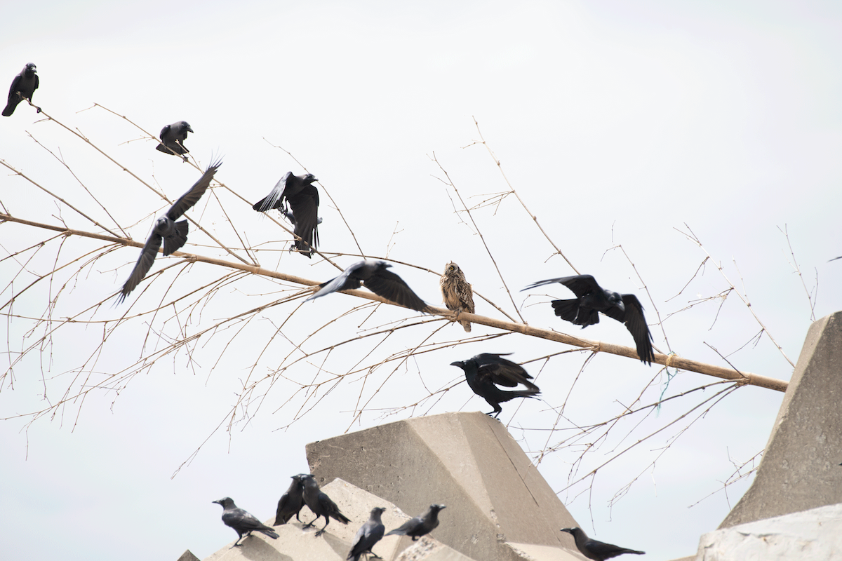 Short-eared Owl - ML647134886