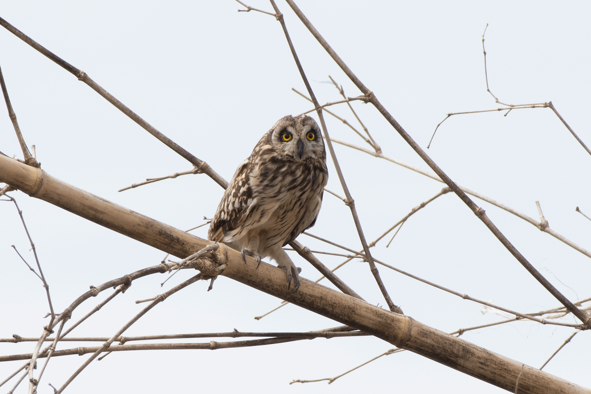Short-eared Owl - ML647134887