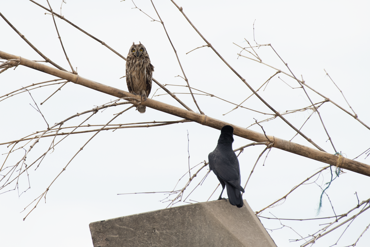Short-eared Owl - ML647134888