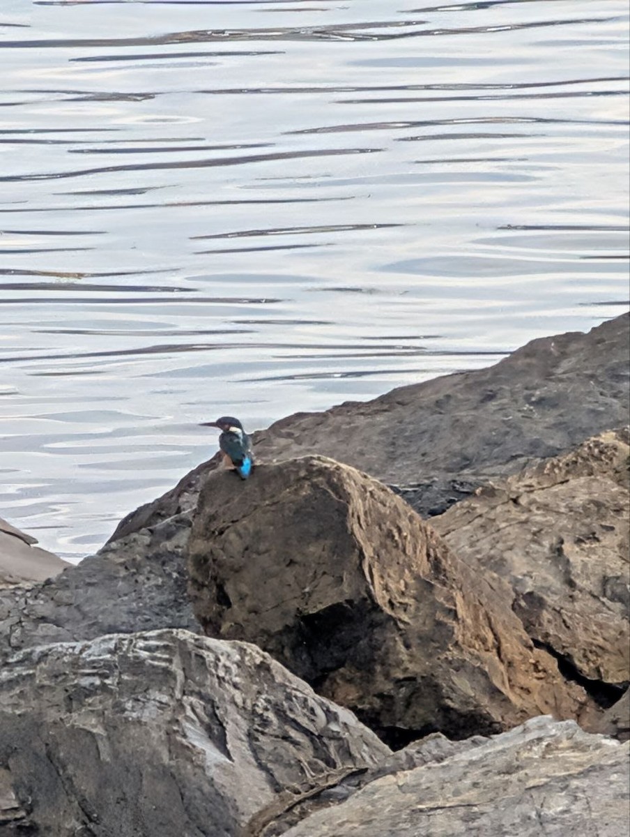Common Kingfisher - ML647134889