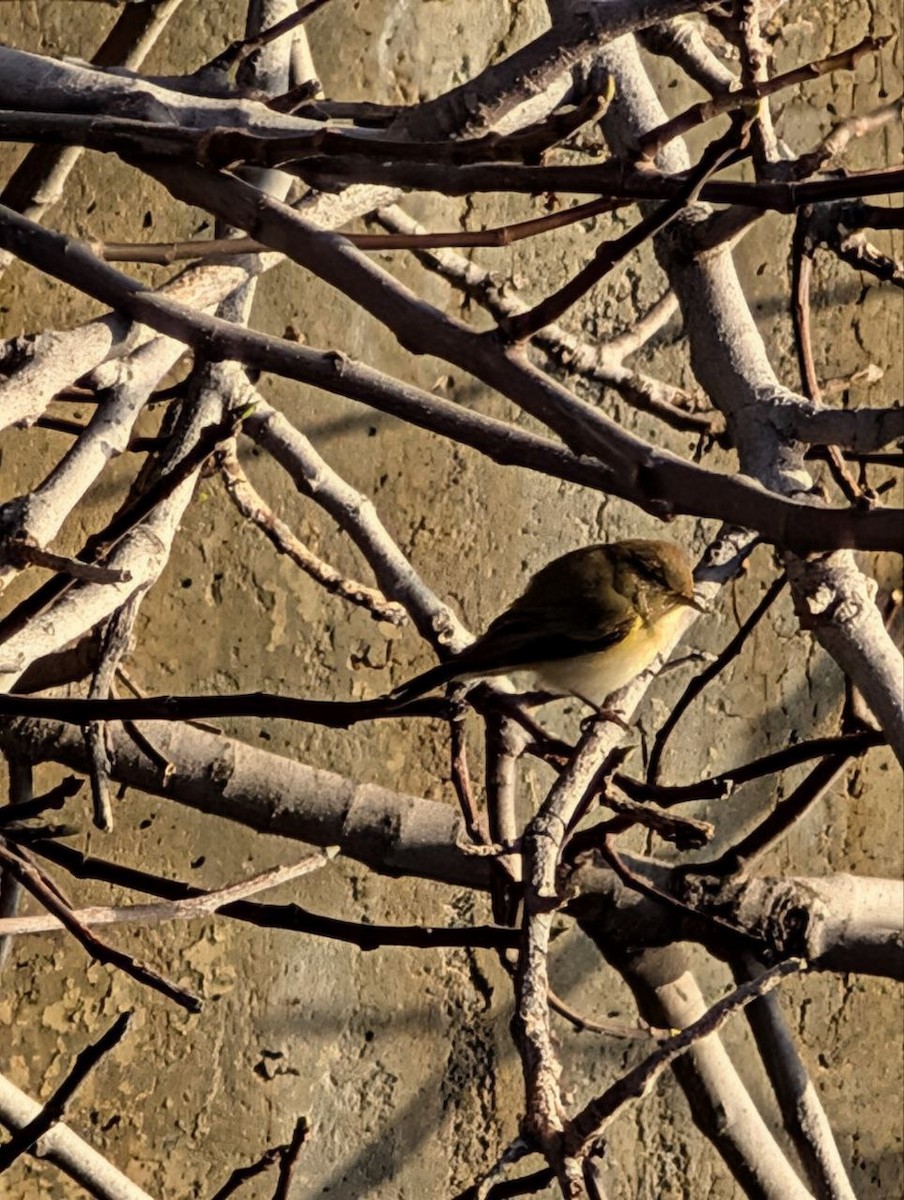 Common Chiffchaff - ML647134902