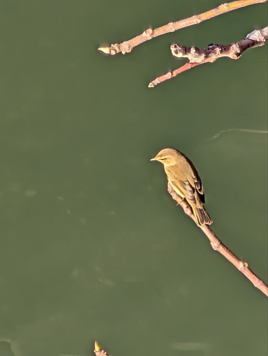 Common Chiffchaff - ML647134905