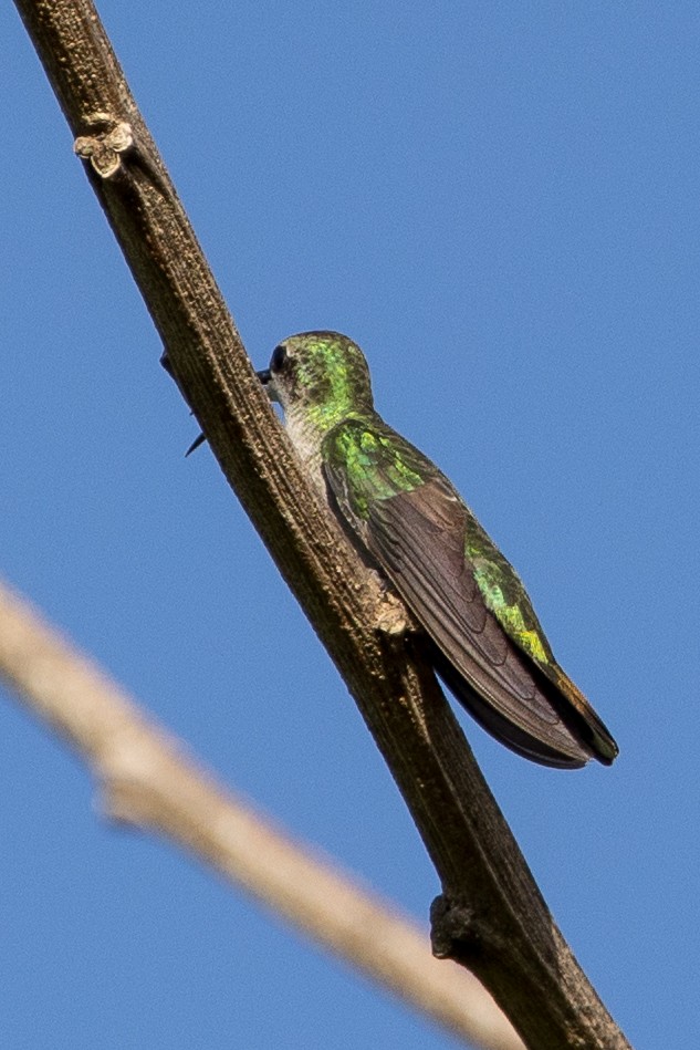 Hispaniolan Mango - ML647134910