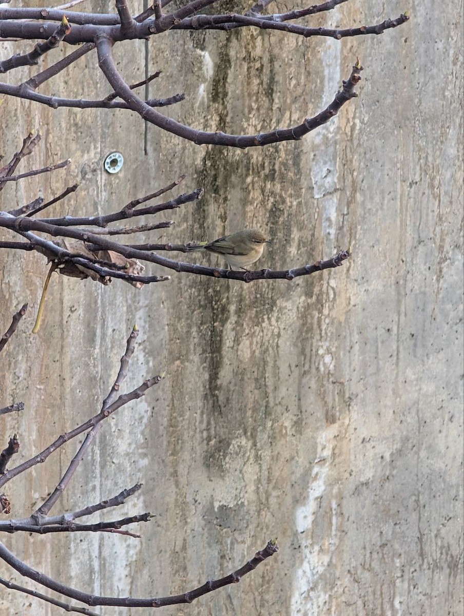 Common Chiffchaff - ML647134912