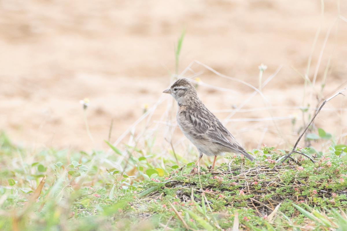 skřivánek tibetský - ML647134913