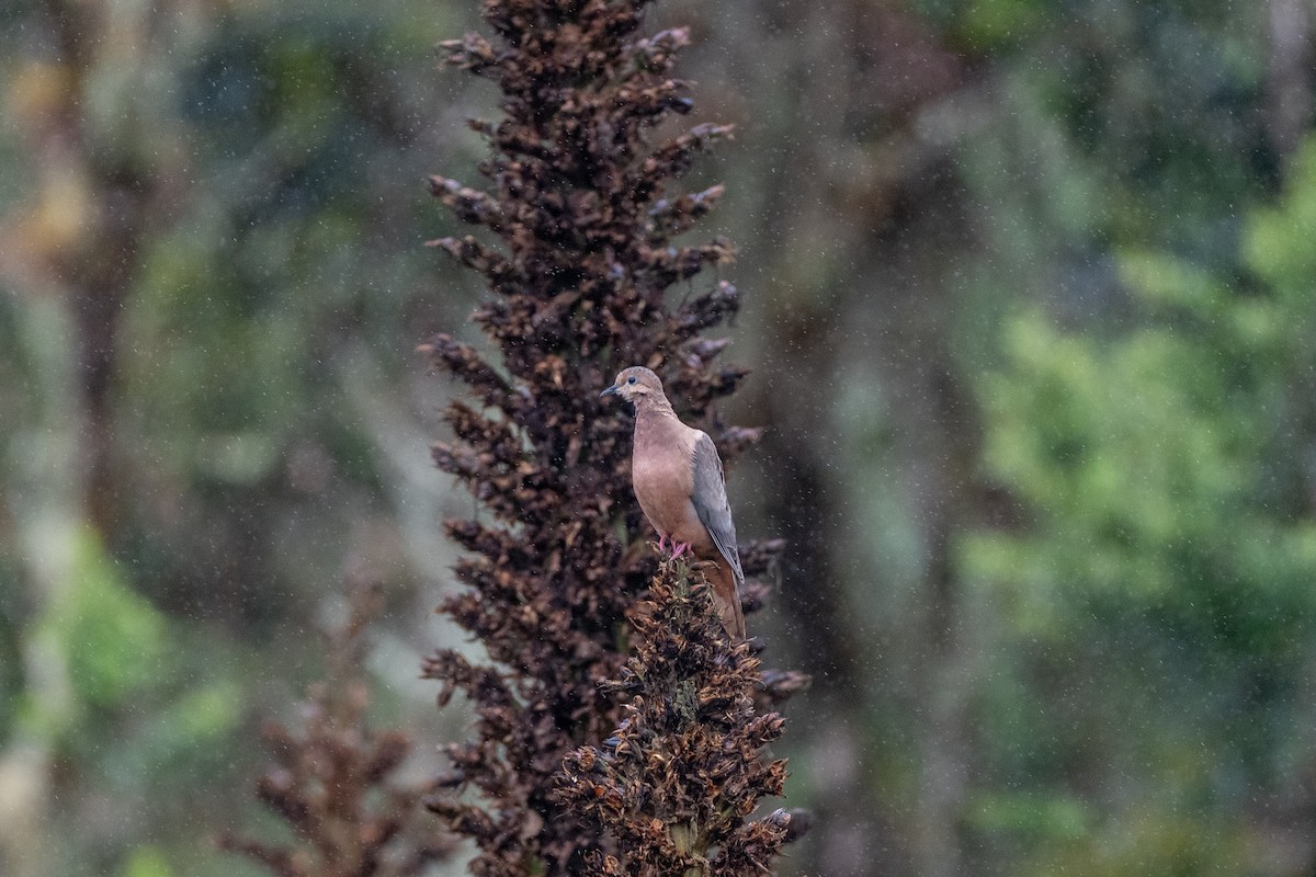 hrdlička černouchá - ML647134915