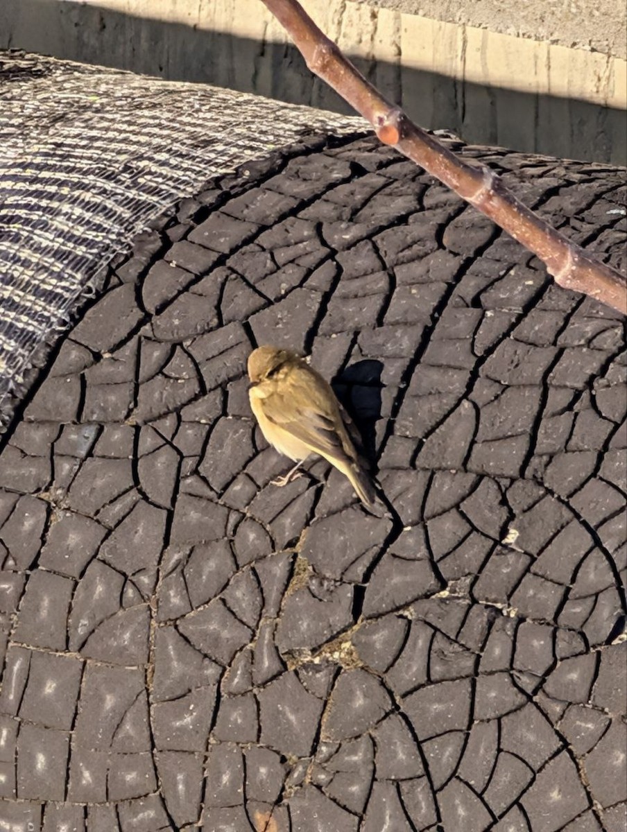Common Chiffchaff - ML647134916