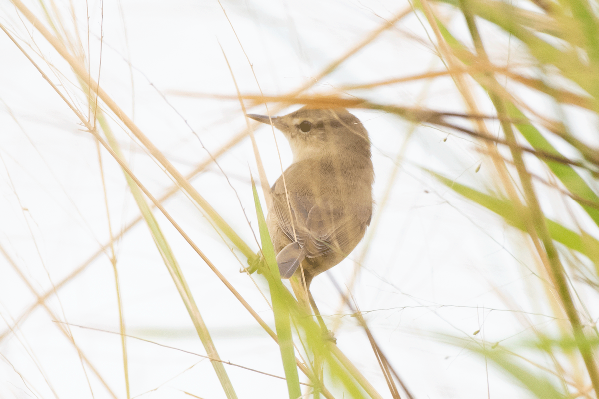 rákosník pokřovní - ML647134919