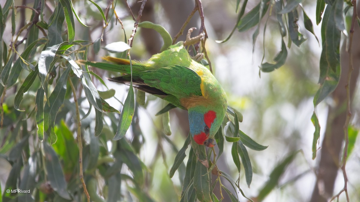 lori mošusový - ML647134920