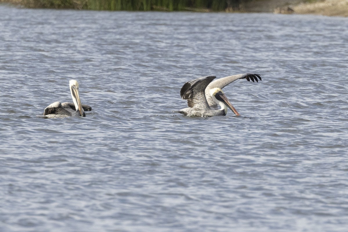 Brown Pelican - ML647134932