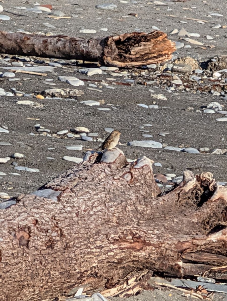 Italian Sparrow - ML647134934