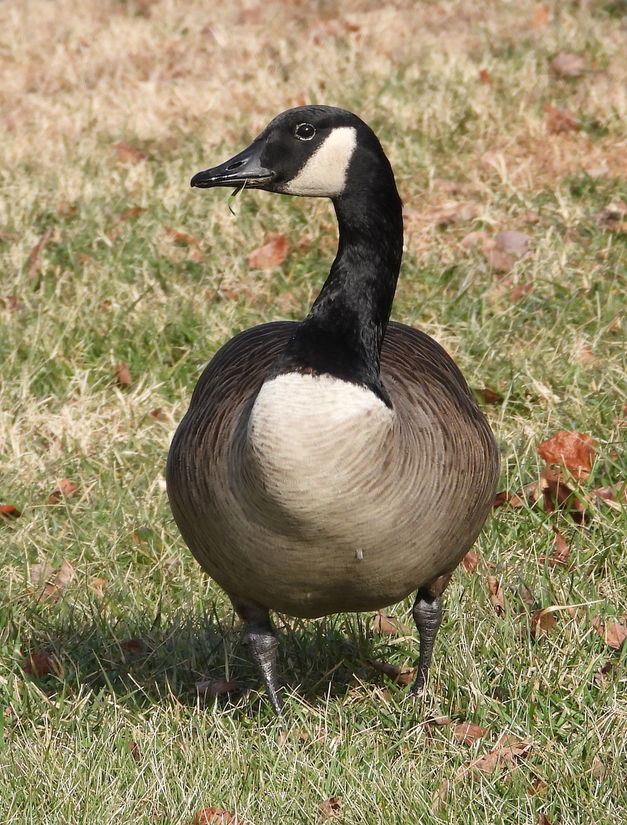 Canada Goose - ML647134935