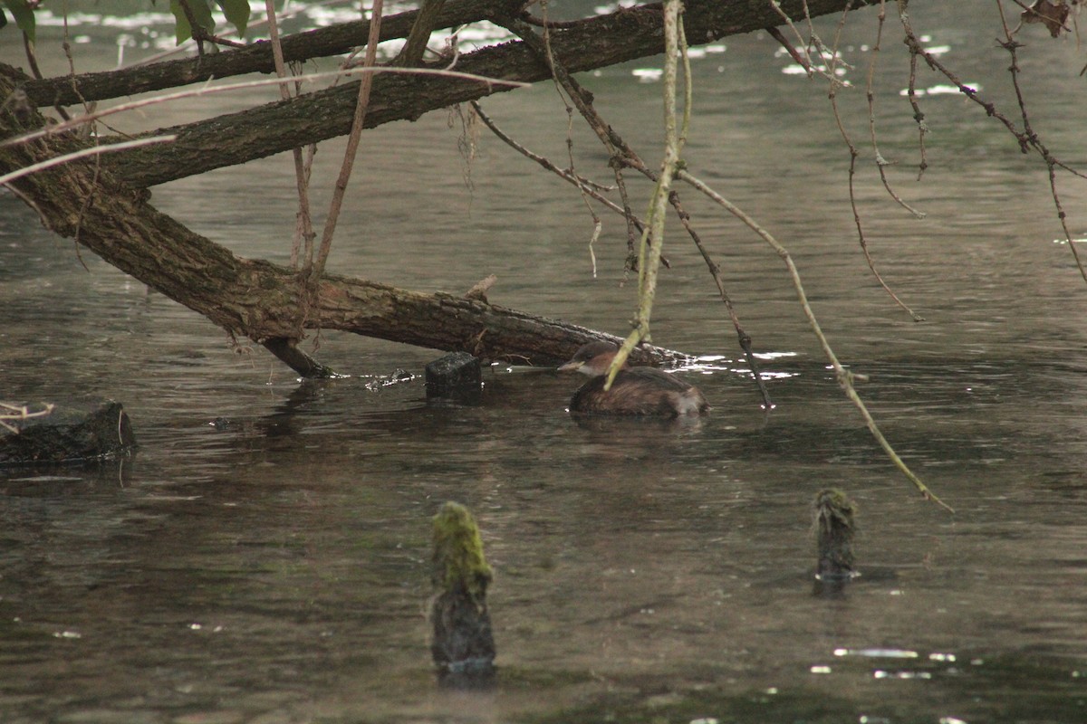 Little Grebe - ML647134941