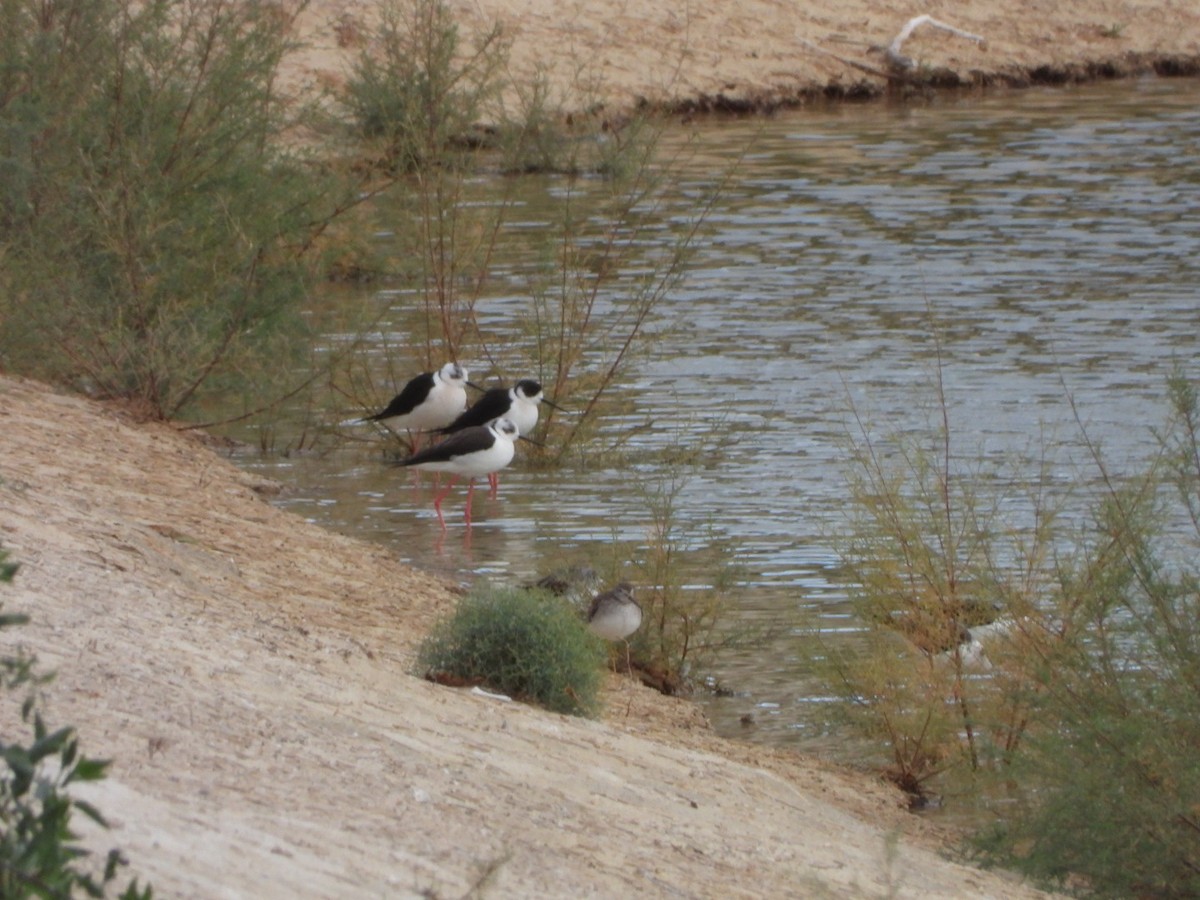 高蹺鴴 - ML647134946