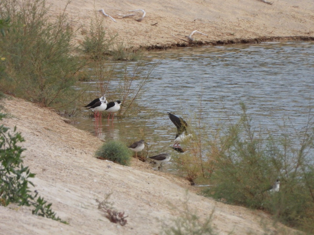 高蹺鴴 - ML647134947