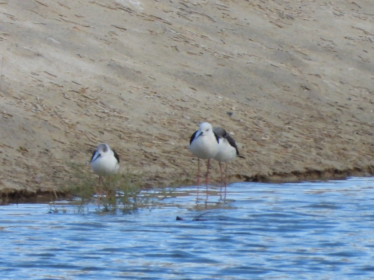 高蹺鴴 - ML647134948