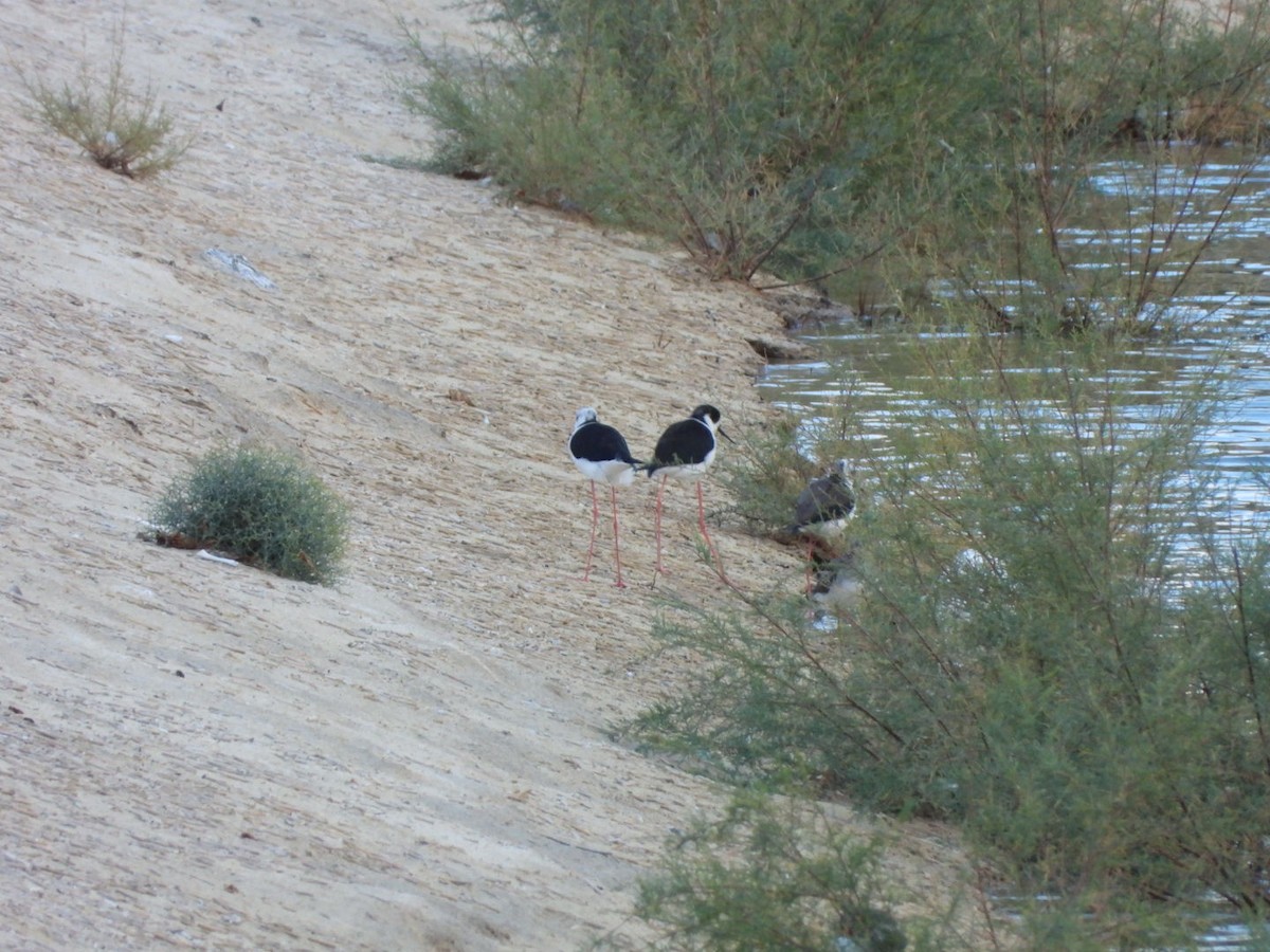 高蹺鴴 - ML647134949