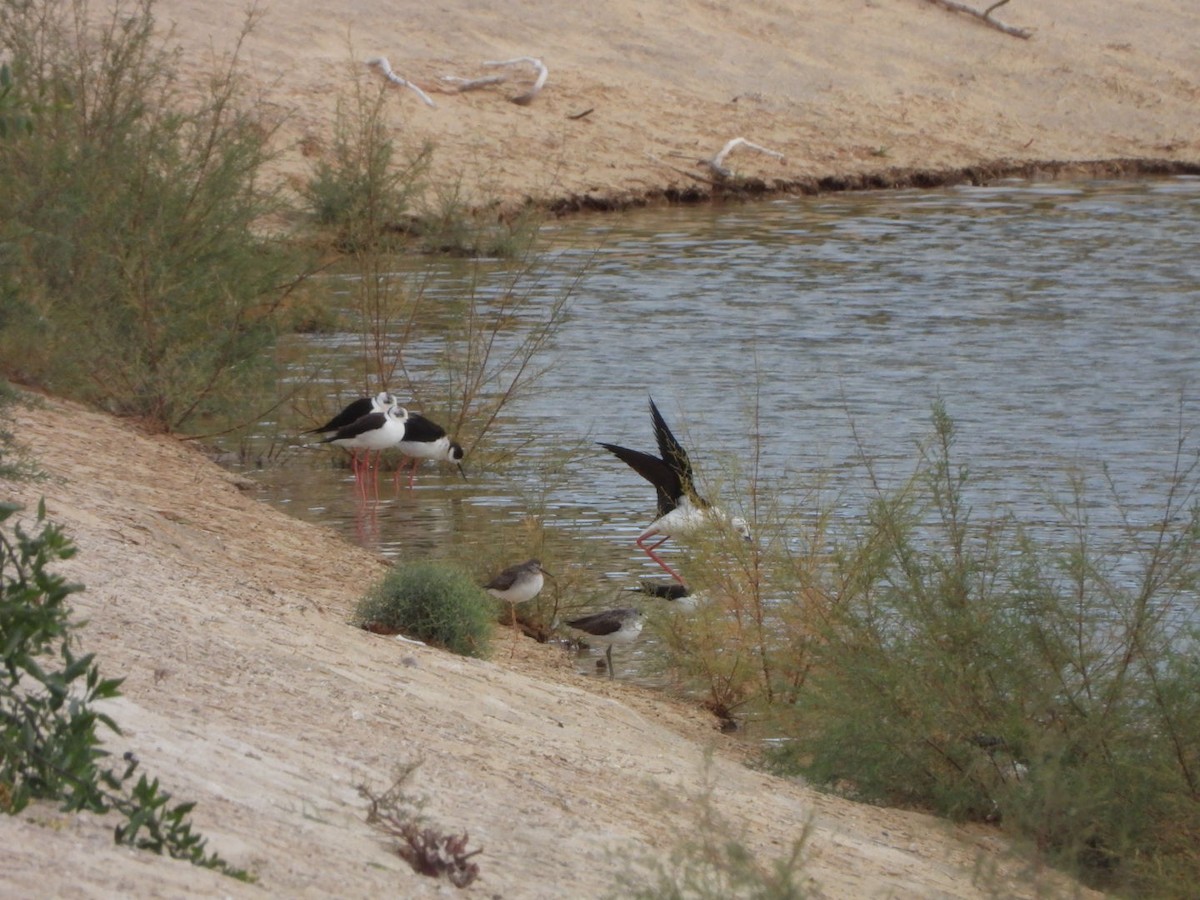 高蹺鴴 - ML647134950