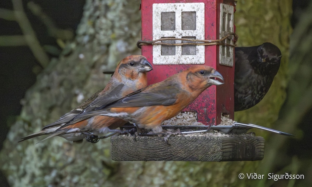 צלוב-מקור אדום - ML647134953