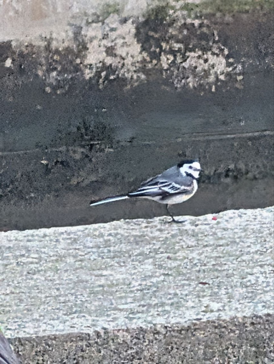 White Wagtail - ML647134954