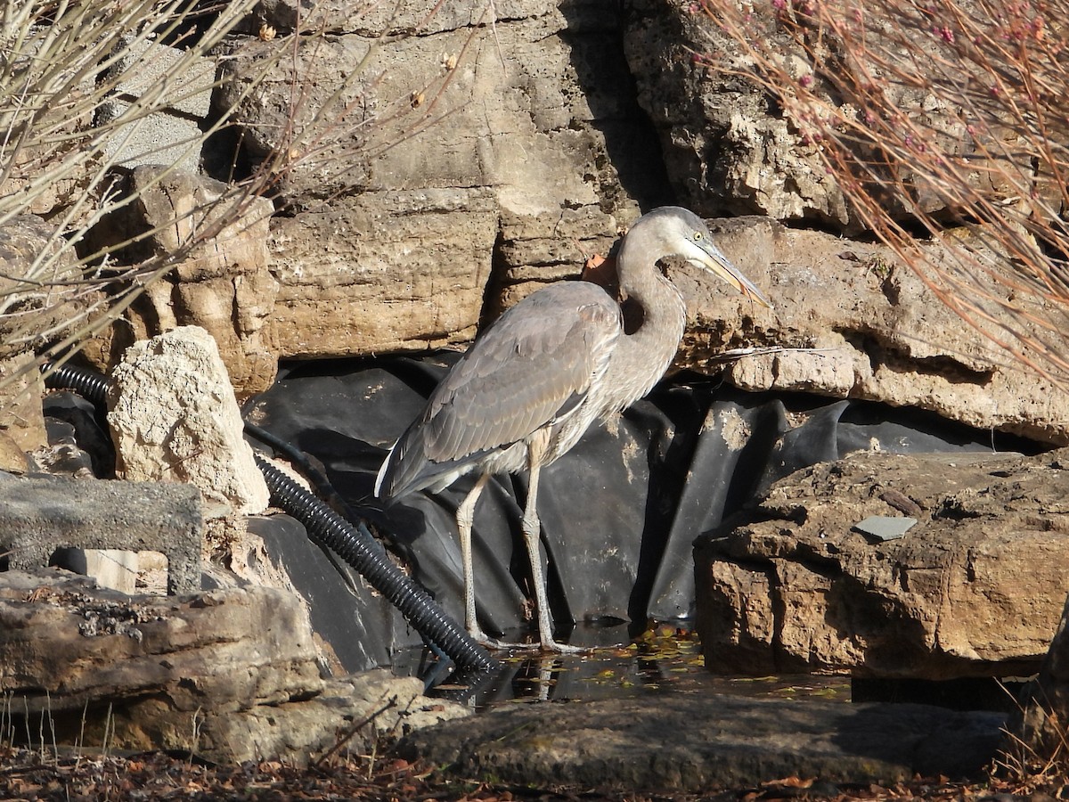 Great Blue Heron - ML647134956