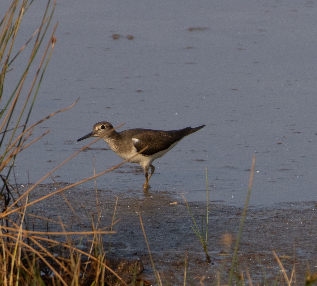 ביצנית לבנת-בטן - ML647134957