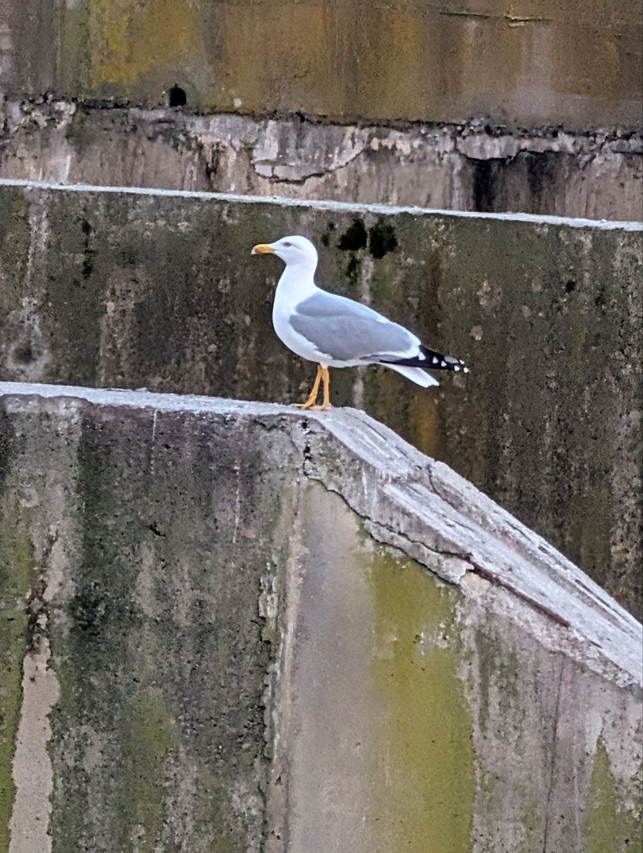 Yellow-legged Gull - ML647134972