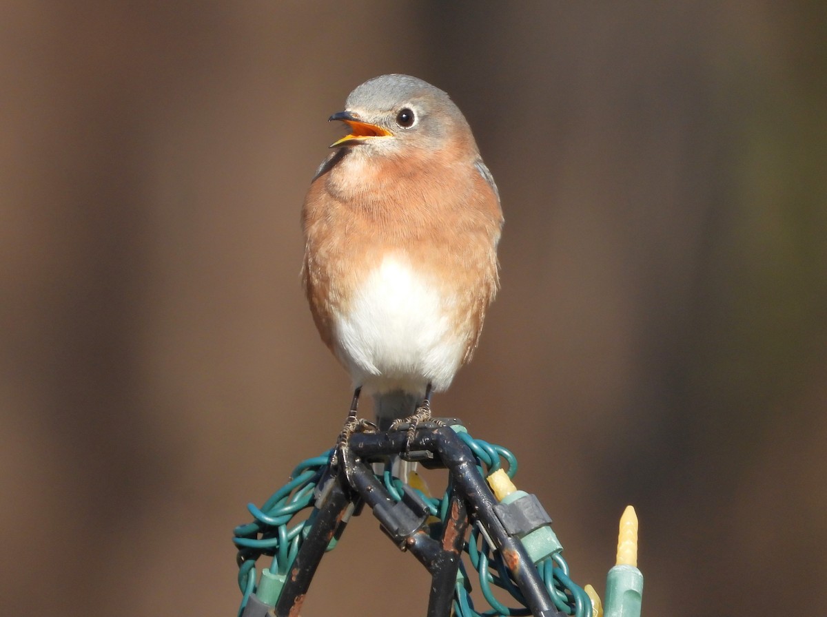 Eastern Bluebird - ML647134984