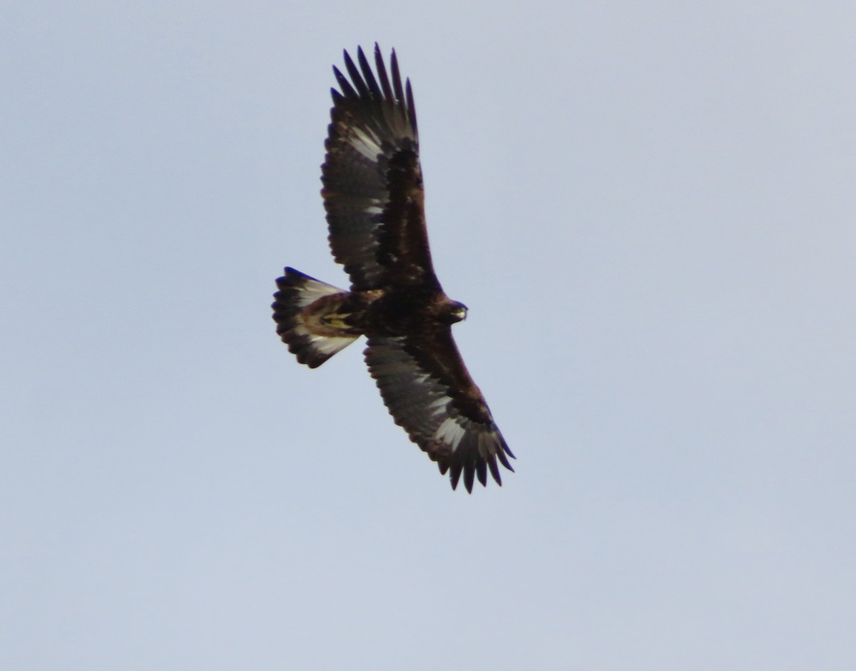 Golden Eagle - ML647134985