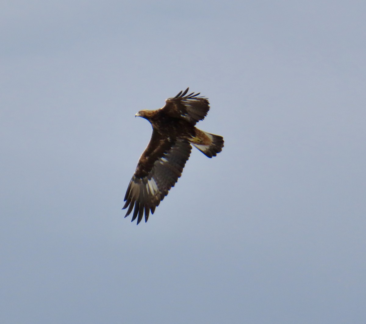 Golden Eagle - ML647134986