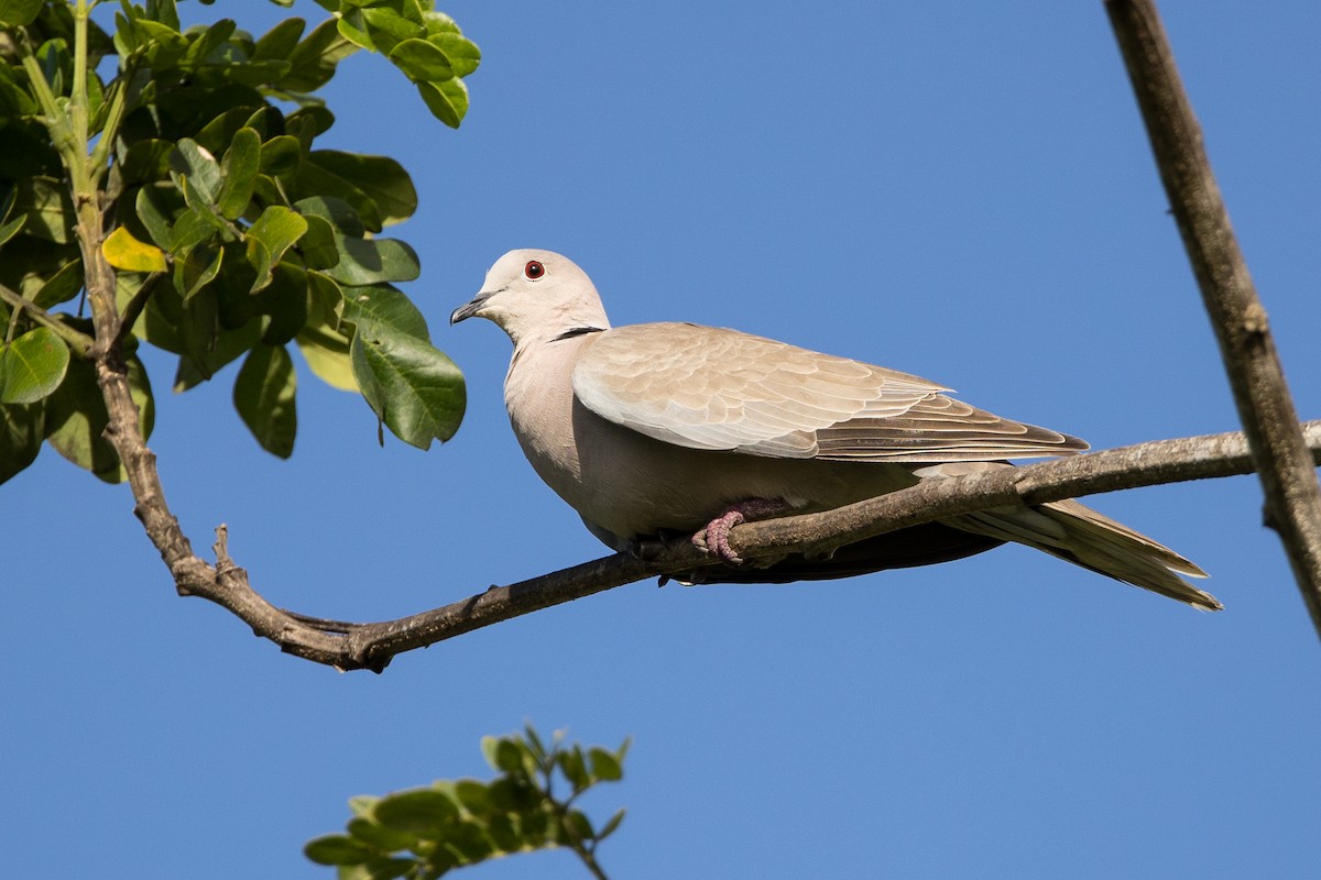 Кольчатая горлица - ML647134992