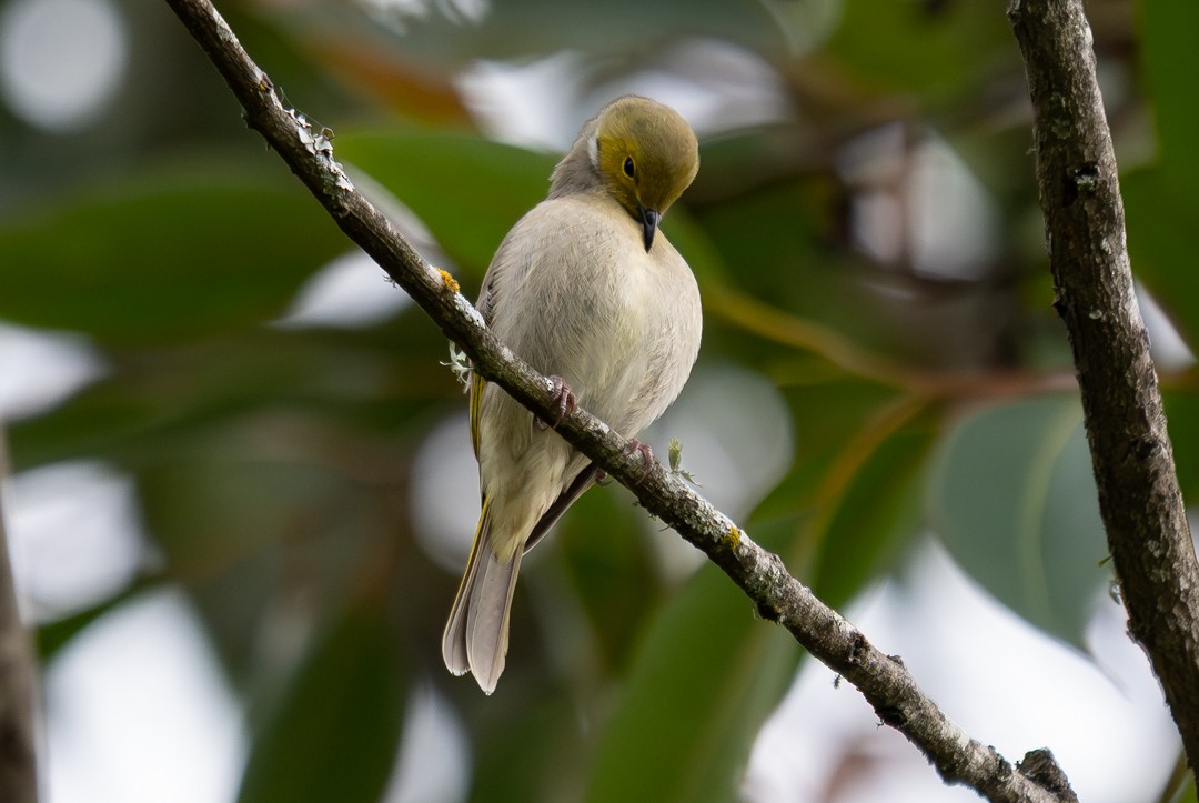 hvitsmykkehonningeter - ML647134994