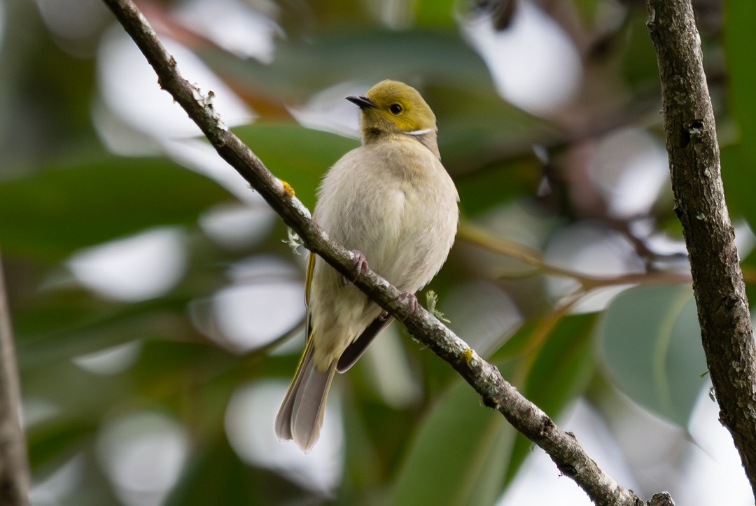 hvitsmykkehonningeter - ML647134996